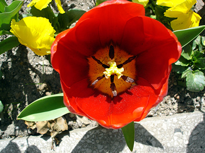 Red Turkish-Ottoman Tulip photo. <i>(Family: Liliaceae, Species: Lilliopsida)</i> <br>Photo Date: April 2005, Location: Turkey/Istanbul, By: Artislamic.com