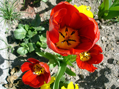 Red Turkish-Ottoman Tulip photo. <i>(Family: Liliaceae, Species: Lilliopsida)</i> <br>Photo Date: April 2005, Location: Turkey/Istanbul, By: Artislamic.com