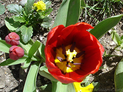 Red Turkish-Ottoman Tulip photo. <i>(Family: Liliaceae, Species: Lilliopsida)</i> <br>Photo Date: April 2005, Location: Turkey/Istanbul, By: Artislamic.com