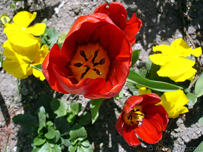 Red Turkish-Ottoman Tulip photo. <i>(Family: Liliaceae, Species: Lilliopsida)</i> <br>Photo Date: April 2005, Location: Turkey/Istanbul, By: Artislamic.com