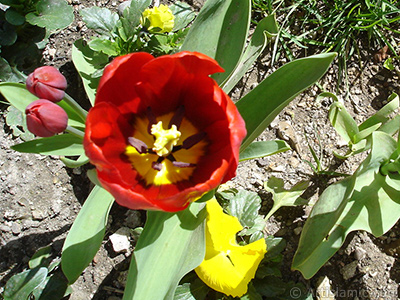 Red Turkish-Ottoman Tulip photo. <i>(Family: Liliaceae, Species: Lilliopsida)</i> <br>Photo Date: April 2005, Location: Turkey/Istanbul, By: Artislamic.com