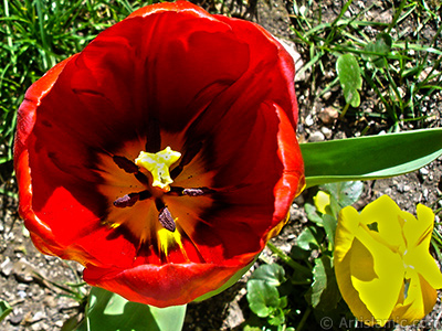 Red Turkish-Ottoman Tulip photo. <i>(Family: Liliaceae, Species: Lilliopsida)</i> <br>Photo Date: April 2005, Location: Turkey/Istanbul, By: Artislamic.com