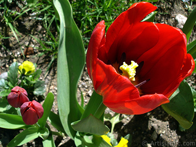 Red Turkish-Ottoman Tulip photo. <i>(Family: Liliaceae, Species: Lilliopsida)</i> <br>Photo Date: April 2005, Location: Turkey/Istanbul, By: Artislamic.com