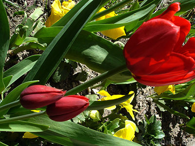 Red Turkish-Ottoman Tulip photo. <i>(Family: Liliaceae, Species: Lilliopsida)</i> <br>Photo Date: April 2005, Location: Turkey/Istanbul, By: Artislamic.com