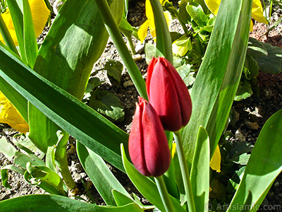 Red Turkish-Ottoman Tulip photo. <i>(Family: Liliaceae, Species: Lilliopsida)</i> <br>Photo Date: April 2005, Location: Turkey/Istanbul, By: Artislamic.com