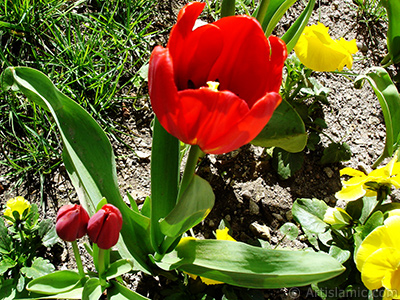 Red Turkish-Ottoman Tulip photo. <i>(Family: Liliaceae, Species: Lilliopsida)</i> <br>Photo Date: April 2005, Location: Turkey/Istanbul, By: Artislamic.com