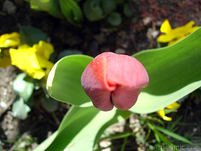 Red Turkish-Ottoman Tulip photo. <i>(Family: Liliaceae, Species: Lilliopsida)</i> <br>Photo Date: April 2005, Location: Turkey/Istanbul, By: Artislamic.com