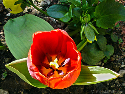 Red Turkish-Ottoman Tulip photo. <i>(Family: Liliaceae, Species: Lilliopsida)</i> <br>Photo Date: April 2005, Location: Turkey/Istanbul, By: Artislamic.com