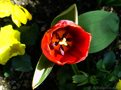 Red Turkish-Ottoman Tulip photo. <i>(Family: Liliaceae, Species: Lilliopsida)</i> <br>Photo Date: April 2005, Location: Turkey/Istanbul, By: Artislamic.com