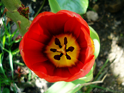 Red Turkish-Ottoman Tulip photo. <i>(Family: Liliaceae, Species: Lilliopsida)</i> <br>Photo Date: April 2005, Location: Turkey/Istanbul, By: Artislamic.com