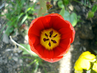 Red Turkish-Ottoman Tulip photo. <i>(Family: Liliaceae, Species: Lilliopsida)</i> <br>Photo Date: April 2005, Location: Turkey/Istanbul, By: Artislamic.com