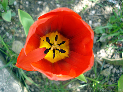 Red Turkish-Ottoman Tulip photo. <i>(Family: Liliaceae, Species: Lilliopsida)</i> <br>Photo Date: April 2005, Location: Turkey/Istanbul, By: Artislamic.com