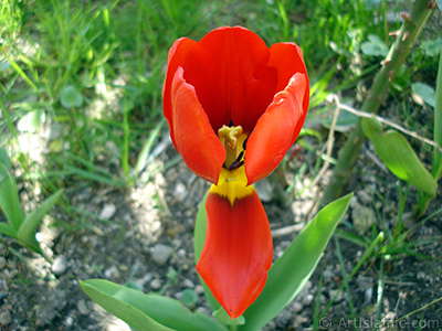 Red Turkish-Ottoman Tulip photo. <i>(Family: Liliaceae, Species: Lilliopsida)</i> <br>Photo Date: April 2005, Location: Turkey/Istanbul, By: Artislamic.com