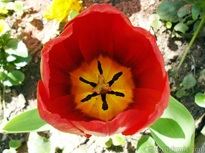 Red Turkish-Ottoman Tulip photo. <i>(Family: Liliaceae, Species: Lilliopsida)</i> <br>Photo Date: April 2005, Location: Turkey/Istanbul, By: Artislamic.com