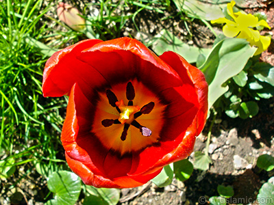 Red Turkish-Ottoman Tulip photo. <i>(Family: Liliaceae, Species: Lilliopsida)</i> <br>Photo Date: April 2005, Location: Turkey/Istanbul, By: Artislamic.com