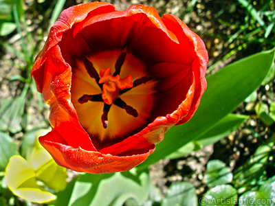 Red Turkish-Ottoman Tulip photo. <i>(Family: Liliaceae, Species: Lilliopsida)</i> <br>Photo Date: April 2005, Location: Turkey/Istanbul, By: Artislamic.com