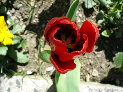 Red Turkish-Ottoman Tulip photo. <i>(Family: Liliaceae, Species: Lilliopsida)</i> <br>Photo Date: April 2005, Location: Turkey/Istanbul, By: Artislamic.com