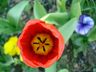 Red Turkish-Ottoman Tulip photo. <i>(Family: Liliaceae, Species: Lilliopsida)</i> <br>Photo Date: April 2005, Location: Turkey/Istanbul, By: Artislamic.com