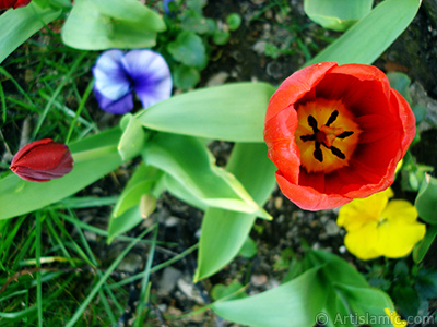 Red Turkish-Ottoman Tulip photo. <i>(Family: Liliaceae, Species: Lilliopsida)</i> <br>Photo Date: April 2005, Location: Turkey/Istanbul, By: Artislamic.com