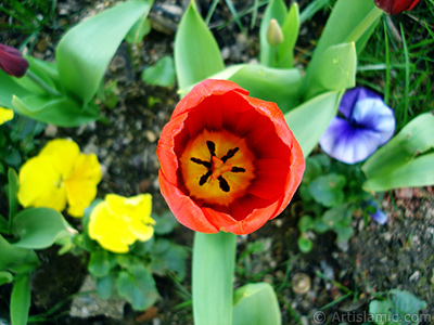 Red Turkish-Ottoman Tulip photo. <i>(Family: Liliaceae, Species: Lilliopsida)</i> <br>Photo Date: April 2005, Location: Turkey/Istanbul, By: Artislamic.com