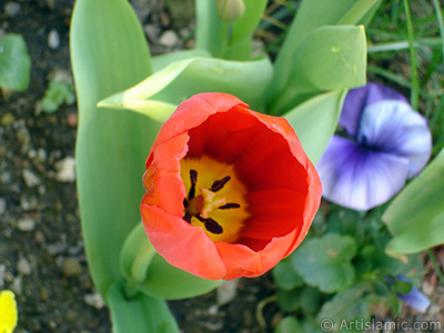 Red Turkish-Ottoman Tulip photo. <i>(Family: Liliaceae, Species: Lilliopsida)</i> <br>Photo Date: April 2005, Location: Turkey/Istanbul, By: Artislamic.com