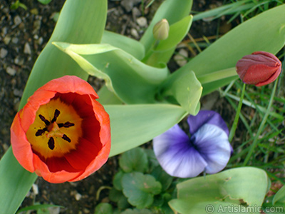 Red Turkish-Ottoman Tulip photo. <i>(Family: Liliaceae, Species: Lilliopsida)</i> <br>Photo Date: April 2005, Location: Turkey/Istanbul, By: Artislamic.com