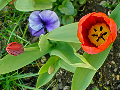 Red Turkish-Ottoman Tulip photo. <i>(Family: Liliaceae, Species: Lilliopsida)</i> <br>Photo Date: April 2005, Location: Turkey/Istanbul, By: Artislamic.com