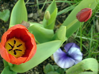 Red Turkish-Ottoman Tulip photo. <i>(Family: Liliaceae, Species: Lilliopsida)</i> <br>Photo Date: April 2005, Location: Turkey/Istanbul, By: Artislamic.com