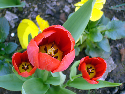 Red Turkish-Ottoman Tulip photo. <i>(Family: Liliaceae, Species: Lilliopsida)</i> <br>Photo Date: April 2005, Location: Turkey/Istanbul, By: Artislamic.com