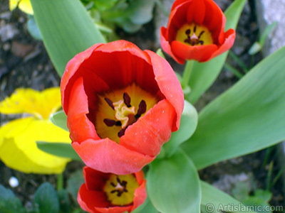 Red Turkish-Ottoman Tulip photo. <i>(Family: Liliaceae, Species: Lilliopsida)</i> <br>Photo Date: April 2005, Location: Turkey/Istanbul, By: Artislamic.com