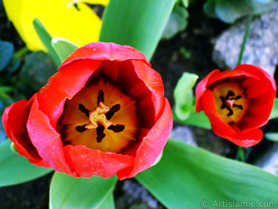 Red Turkish-Ottoman Tulip photo. <i>(Family: Liliaceae, Species: Lilliopsida)</i> <br>Photo Date: April 2005, Location: Turkey/Istanbul, By: Artislamic.com