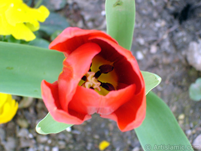 Red Turkish-Ottoman Tulip photo. <i>(Family: Liliaceae, Species: Lilliopsida)</i> <br>Photo Date: April 2005, Location: Turkey/Istanbul, By: Artislamic.com