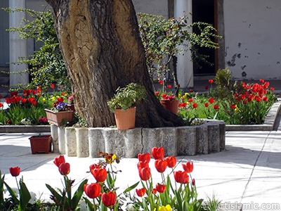 Red Turkish-Ottoman Tulip photo. <i>(Family: Liliaceae, Species: Lilliopsida)</i> <br>Photo Date: April 2005, Location: Turkey/Istanbul, By: Artislamic.com