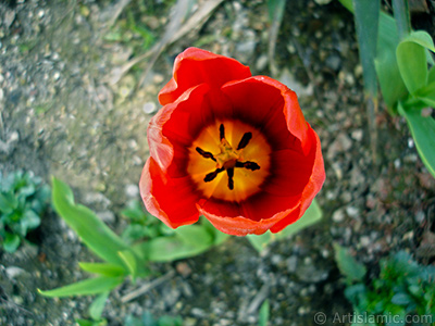 Red Turkish-Ottoman Tulip photo. <i>(Family: Liliaceae, Species: Lilliopsida)</i> <br>Photo Date: April 2005, Location: Turkey/Istanbul, By: Artislamic.com