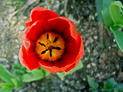 Red Turkish-Ottoman Tulip photo. <i>(Family: Liliaceae, Species: Lilliopsida)</i> <br>Photo Date: April 2005, Location: Turkey/Istanbul, By: Artislamic.com