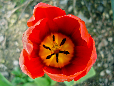 Red Turkish-Ottoman Tulip photo. <i>(Family: Liliaceae, Species: Lilliopsida)</i> <br>Photo Date: April 2005, Location: Turkey/Istanbul, By: Artislamic.com