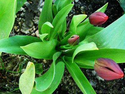 Red Turkish-Ottoman Tulip photo. <i>(Family: Liliaceae, Species: Lilliopsida)</i> <br>Photo Date: April 2005, Location: Turkey/Istanbul, By: Artislamic.com