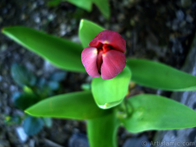 Red Turkish-Ottoman Tulip photo. <i>(Family: Liliaceae, Species: Lilliopsida)</i> <br>Photo Date: April 2005, Location: Turkey/Istanbul, By: Artislamic.com