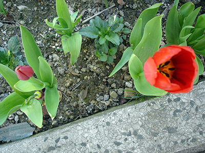 Red Turkish-Ottoman Tulip photo. <i>(Family: Liliaceae, Species: Lilliopsida)</i> <br>Photo Date: April 2005, Location: Turkey/Istanbul, By: Artislamic.com