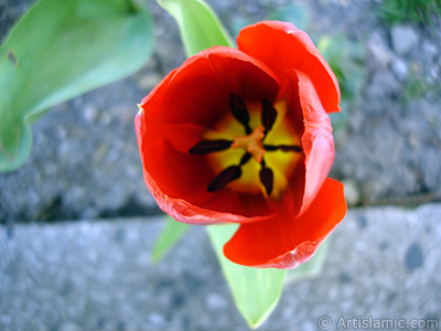 Red Turkish-Ottoman Tulip photo. <i>(Family: Liliaceae, Species: Lilliopsida)</i> <br>Photo Date: April 2005, Location: Turkey/Istanbul, By: Artislamic.com