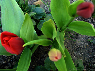 Red Turkish-Ottoman Tulip photo. <i>(Family: Liliaceae, Species: Lilliopsida)</i> <br>Photo Date: April 2005, Location: Turkey/Istanbul, By: Artislamic.com