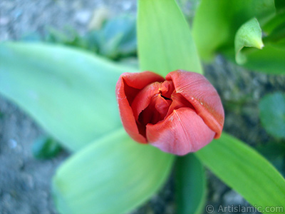 Red Turkish-Ottoman Tulip photo. <i>(Family: Liliaceae, Species: Lilliopsida)</i> <br>Photo Date: April 2005, Location: Turkey/Istanbul, By: Artislamic.com