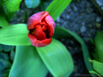 Red Turkish-Ottoman Tulip photo. <i>(Family: Liliaceae, Species: Lilliopsida)</i> <br>Photo Date: April 2005, Location: Turkey/Istanbul, By: Artislamic.com