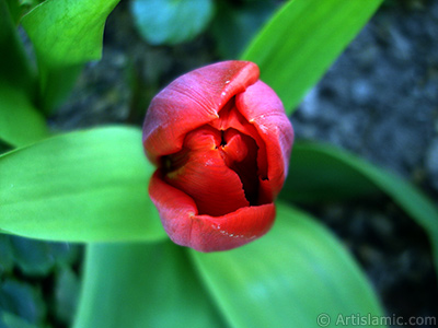 Red Turkish-Ottoman Tulip photo. <i>(Family: Liliaceae, Species: Lilliopsida)</i> <br>Photo Date: April 2005, Location: Turkey/Istanbul, By: Artislamic.com