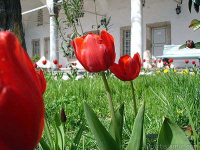 Red Turkish-Ottoman Tulip photo. <i>(Family: Liliaceae, Species: Lilliopsida)</i> <br>Photo Date: April 2005, Location: Turkey/Istanbul, By: Artislamic.com