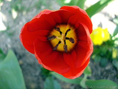 Red Turkish-Ottoman Tulip photo. <i>(Family: Liliaceae, Species: Lilliopsida)</i> <br>Photo Date: April 2005, Location: Turkey/Istanbul, By: Artislamic.com