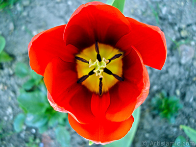 Red Turkish-Ottoman Tulip photo. <i>(Family: Liliaceae, Species: Lilliopsida)</i> <br>Photo Date: April 2005, Location: Turkey/Istanbul, By: Artislamic.com