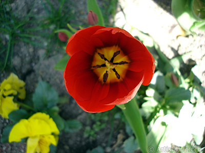 Red Turkish-Ottoman Tulip photo. <i>(Family: Liliaceae, Species: Lilliopsida)</i> <br>Photo Date: April 2005, Location: Turkey/Istanbul, By: Artislamic.com