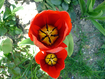 Red Turkish-Ottoman Tulip photo. <i>(Family: Liliaceae, Species: Lilliopsida)</i> <br>Photo Date: April 2005, Location: Turkey/Istanbul, By: Artislamic.com