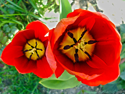 Red Turkish-Ottoman Tulip photo. <i>(Family: Liliaceae, Species: Lilliopsida)</i> <br>Photo Date: April 2005, Location: Turkey/Istanbul, By: Artislamic.com